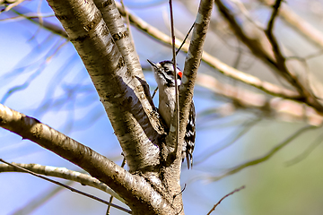 Image showing A male downy woodpecker perched on a tree trunk.