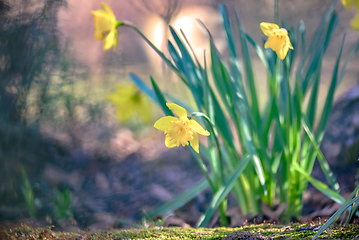 Image showing Narcissus blooming in nature near a tree