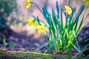 Image showing Narcissus blooming in nature near a tree