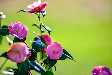 Image showing Pink camelia flowers growing in the home garden, close up shot