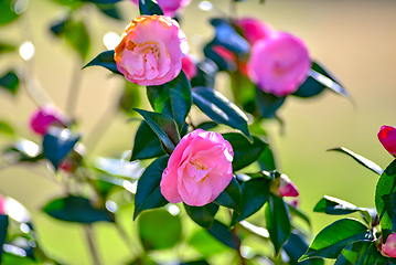 Image showing Pink camelia flowers growing in the home garden, close up shot