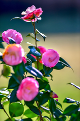 Image showing Pink camelia flowers growing in the home garden, close up shot