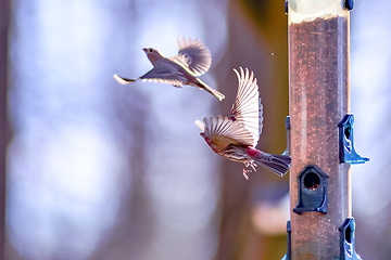 Image showing backyard birds around bird feeder