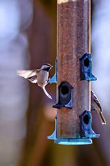 Image showing backyard birds around bird feeder