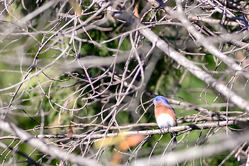 Image showing Tickell's blue-flycatcher bird