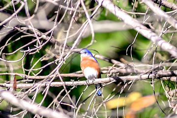 Image showing Tickell's blue-flycatcher bird