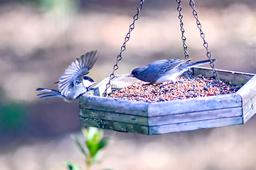 Image showing backyard birds around bird feeder