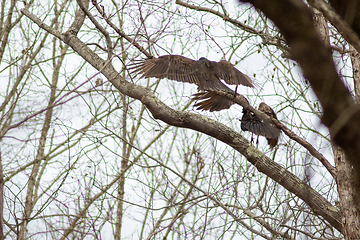 Image showing vulture birds resting on tree after a good meal