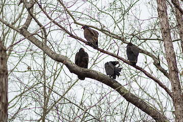 Image showing vulture birds resting on tree after a good meal