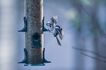 Image showing backyard birds around bird feeder