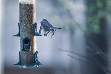 Image showing backyard birds around bird feeder