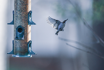 Image showing backyard birds around bird feeder