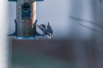 Image showing backyard birds around bird feeder