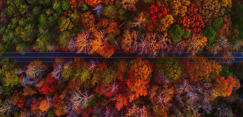 Image showing aerial view of colorful trees in a neighborhood before sunset