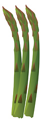 Image showing Green asparagus vector illustration of vegetables on white backg