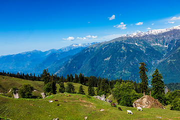 Image showing Horses in mountains. Himachal Pradesh, India