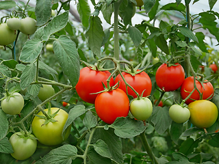 Image showing Ripe red and ripening green and yellowish tomatoes hanging on th