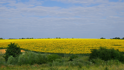 Image showing Rural Landscape with Sunfower Field in Ukraine