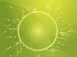 Image showing Egg fertilization illustration