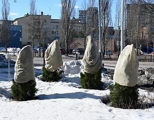 Image showing plants in the city covered with bags 