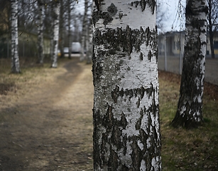 Image showing birches in the park  in spring 