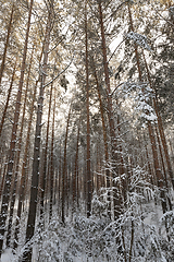 Image showing Winter forest,