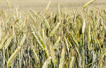 Image showing field ripening wheat