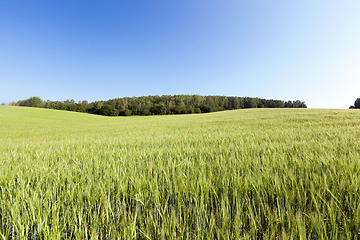 Image showing wheat green field