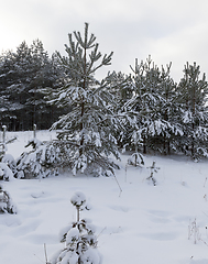 Image showing Snow in winter