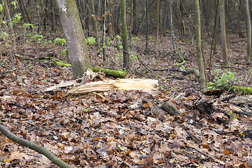 Image showing Maple forest in autumn