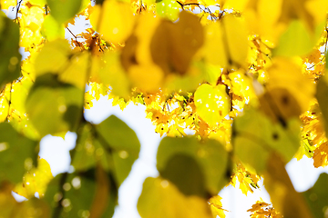 Image showing yellowed maple trees