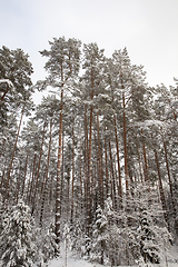 Image showing winter season