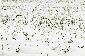 Image showing wheat sprouts in snow