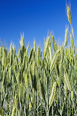 Image showing Field with cereal