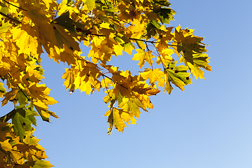 Image showing yellowed maple trees in autumn