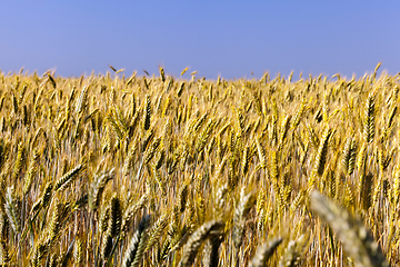 Image showing agricultural field