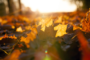 Image showing Sunset, autumn