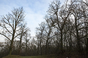 Image showing Maple forest in autumn