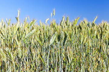 Image showing Field with cereal