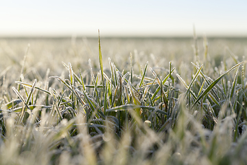 Image showing young grass plants