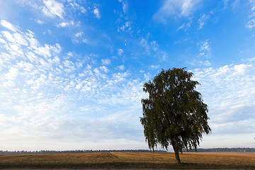 Image showing One tree