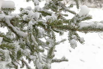 Image showing Snow in winter