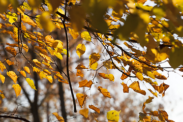 Image showing Autumn in the forest