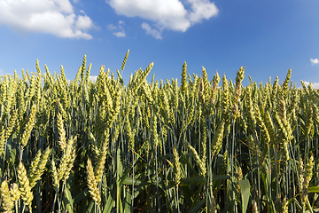 Image showing unripe wheat