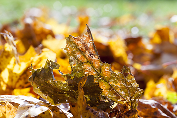 Image showing fallen maple leaves