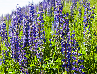 Image showing blue lupine