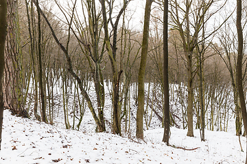 Image showing Tree in snow