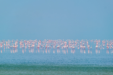 Image showing Pink flamingo birds at Sambhar Salt Lake in Rajasthan. India