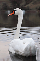 Image showing beautiful mute swan on lake surface
