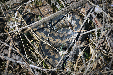 Image showing camouflaged poisonous european snake